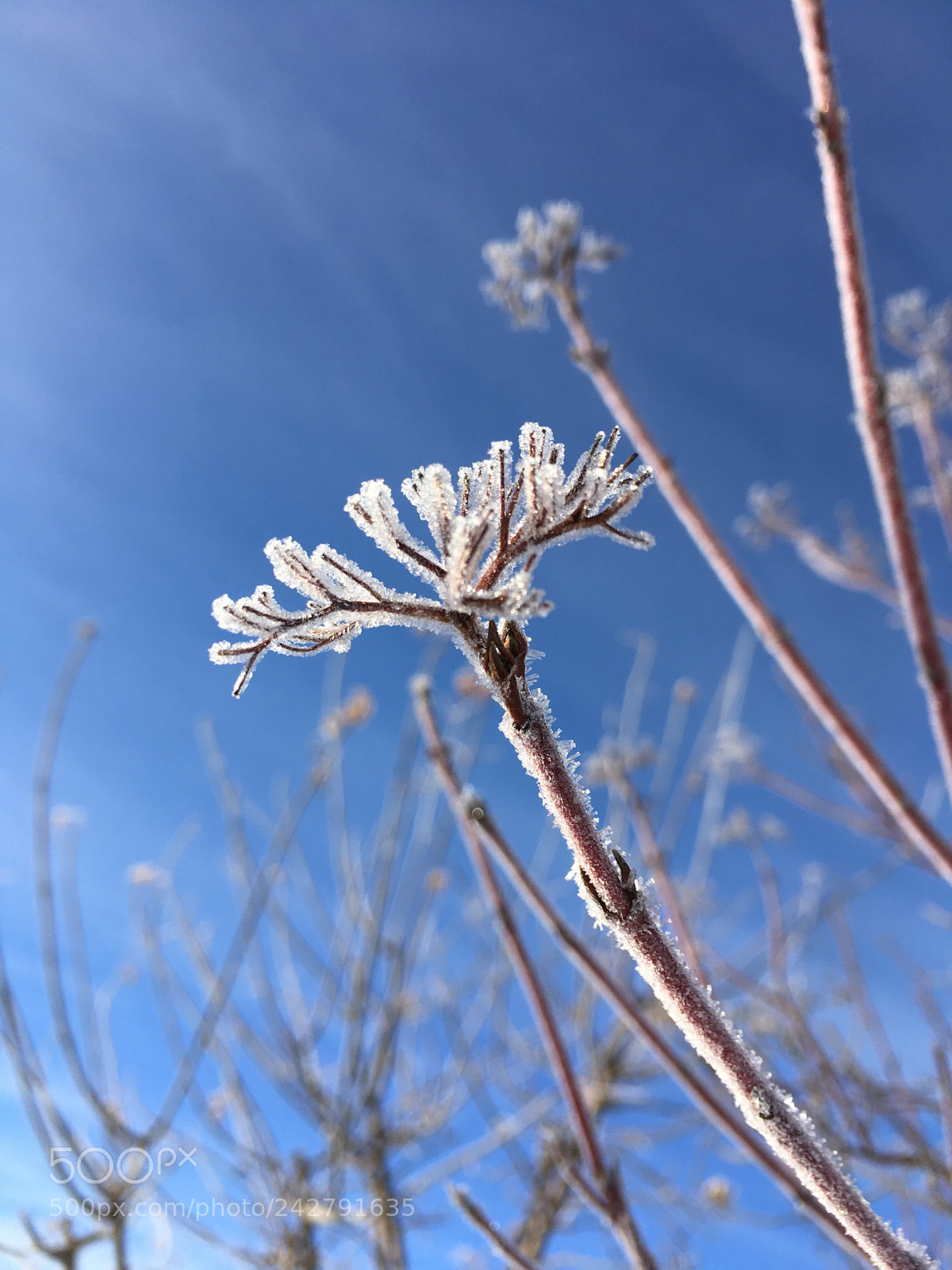 Apple iPhone SE sample photo. Untitled photography