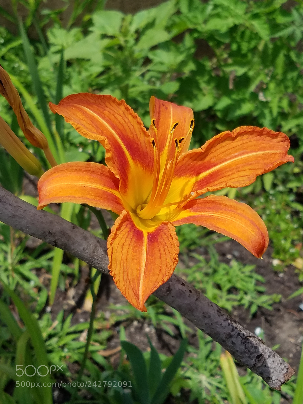 Samsung Galaxy S7 sample photo. Flower eagan., minnesota photography