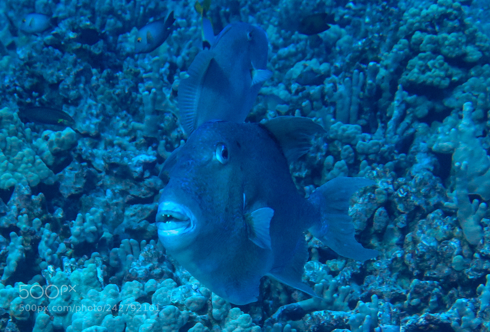 Canon PowerShot G16 sample photo. Finescale triggerfish photography
