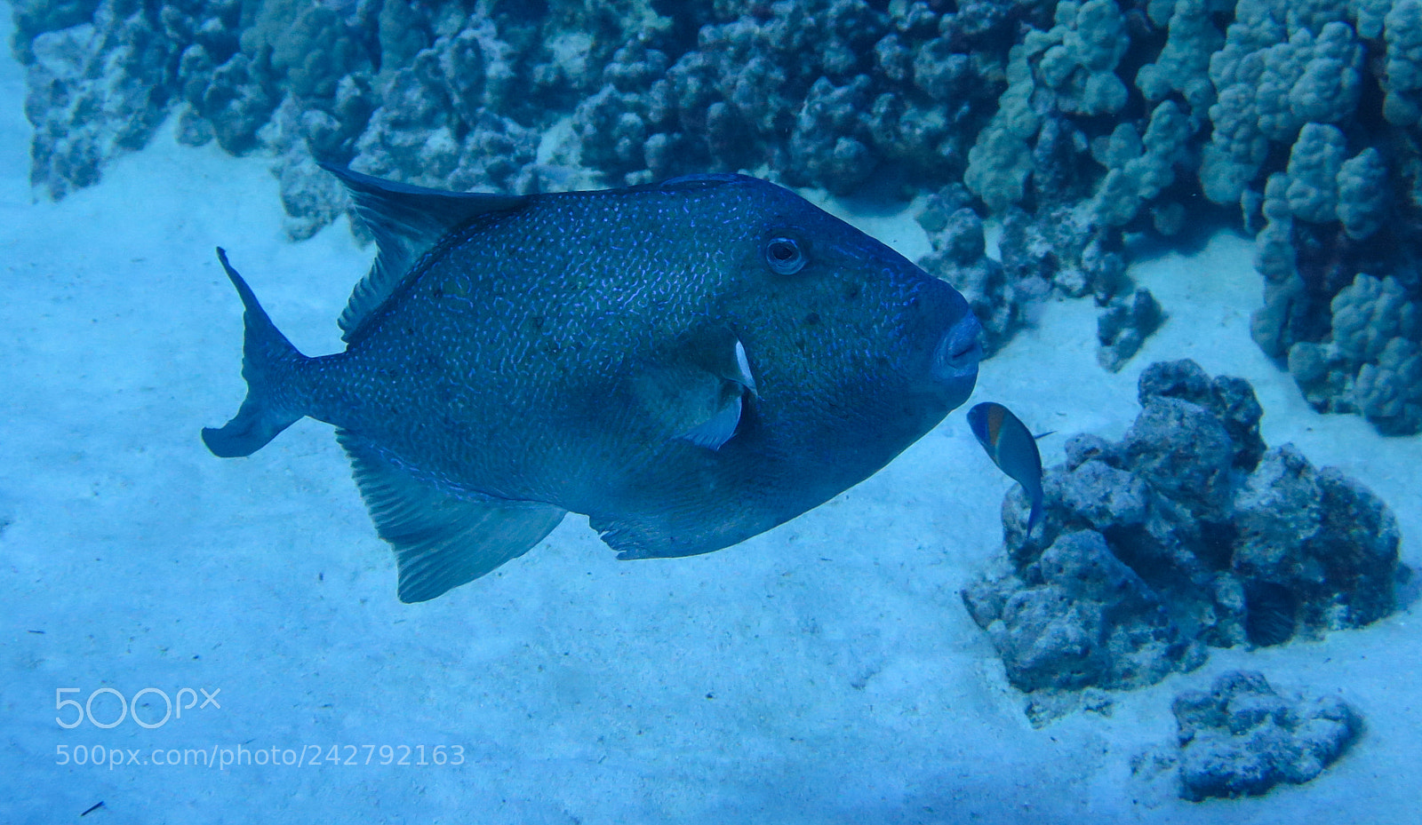 Canon PowerShot G16 sample photo. Finescale triggerfish photography