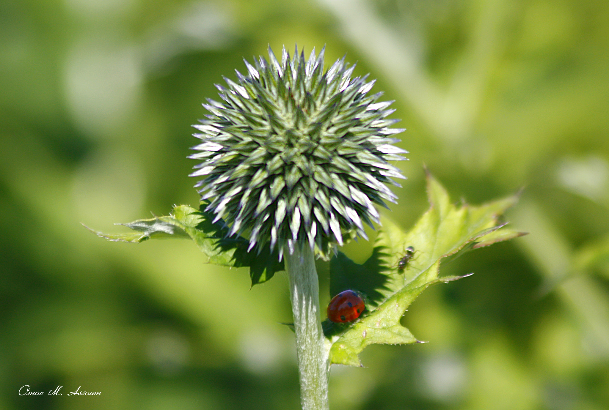 Canon EF 75-300mm F4.0-5.6 IS USM sample photo. Ladybug photography