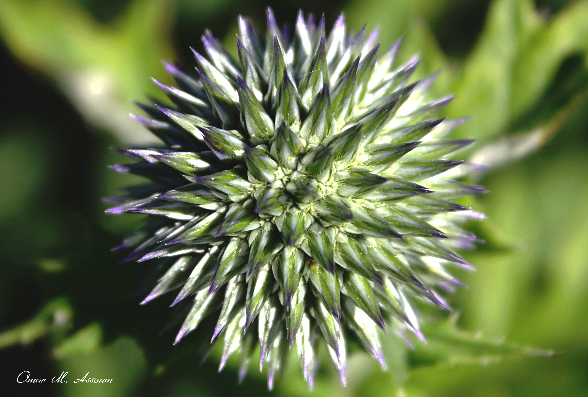 Canon EOS 450D (EOS Rebel XSi / EOS Kiss X2) sample photo. Blue glow globe thistle photography