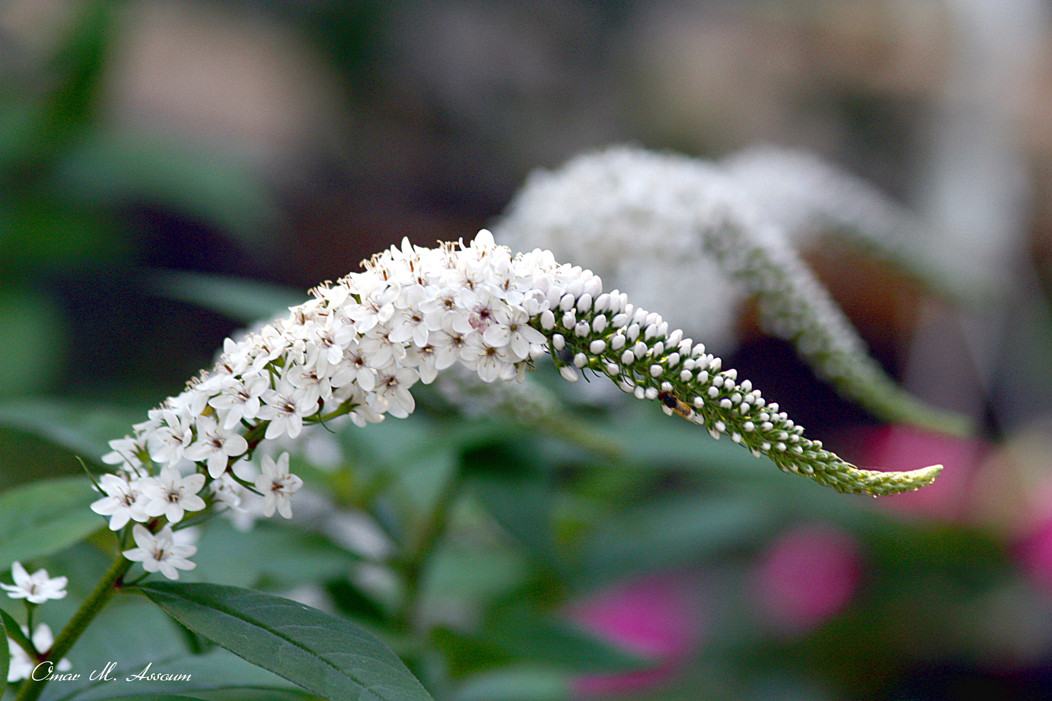 Canon EOS 450D (EOS Rebel XSi / EOS Kiss X2) sample photo. Gooseneck loosestrife photography