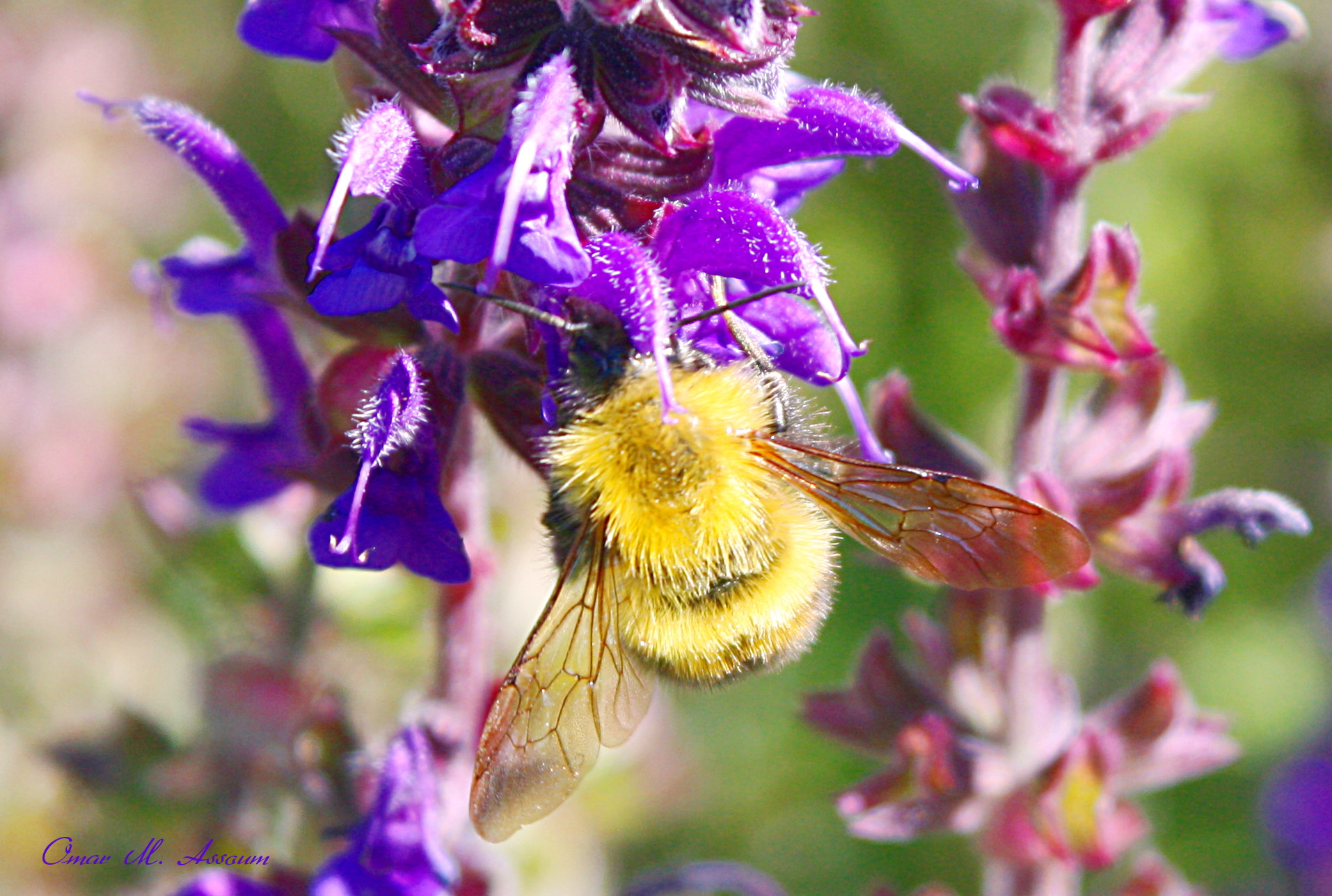 Canon EOS 450D (EOS Rebel XSi / EOS Kiss X2) sample photo. Lavender & bumble bee photography