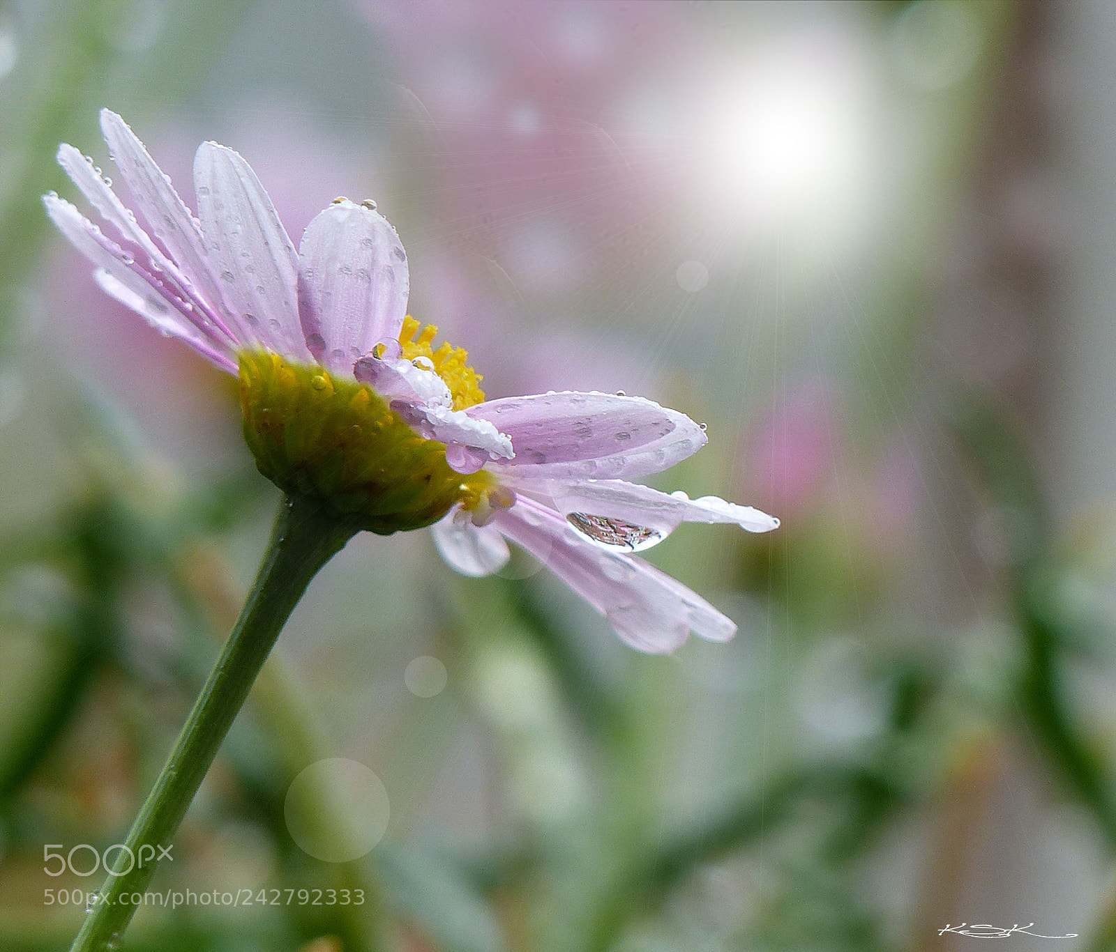Panasonic Lumix DMC-FZ200 sample photo. Morning dew photography