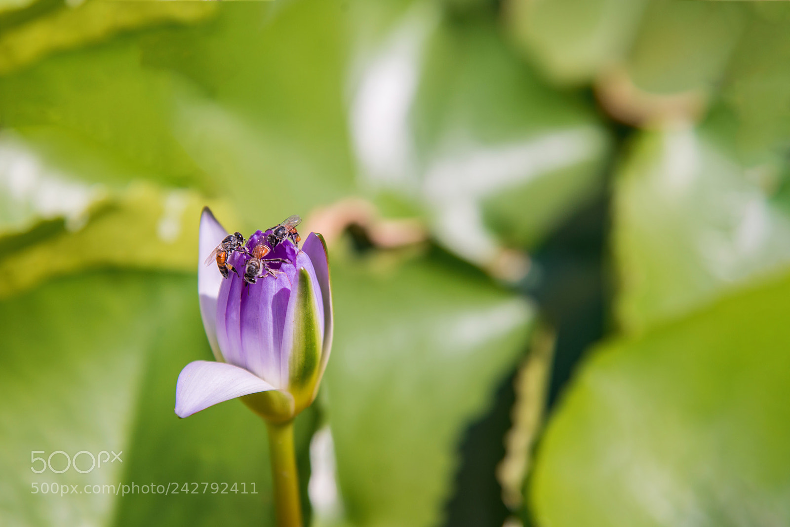 Nikon D610 sample photo. Untitled photography