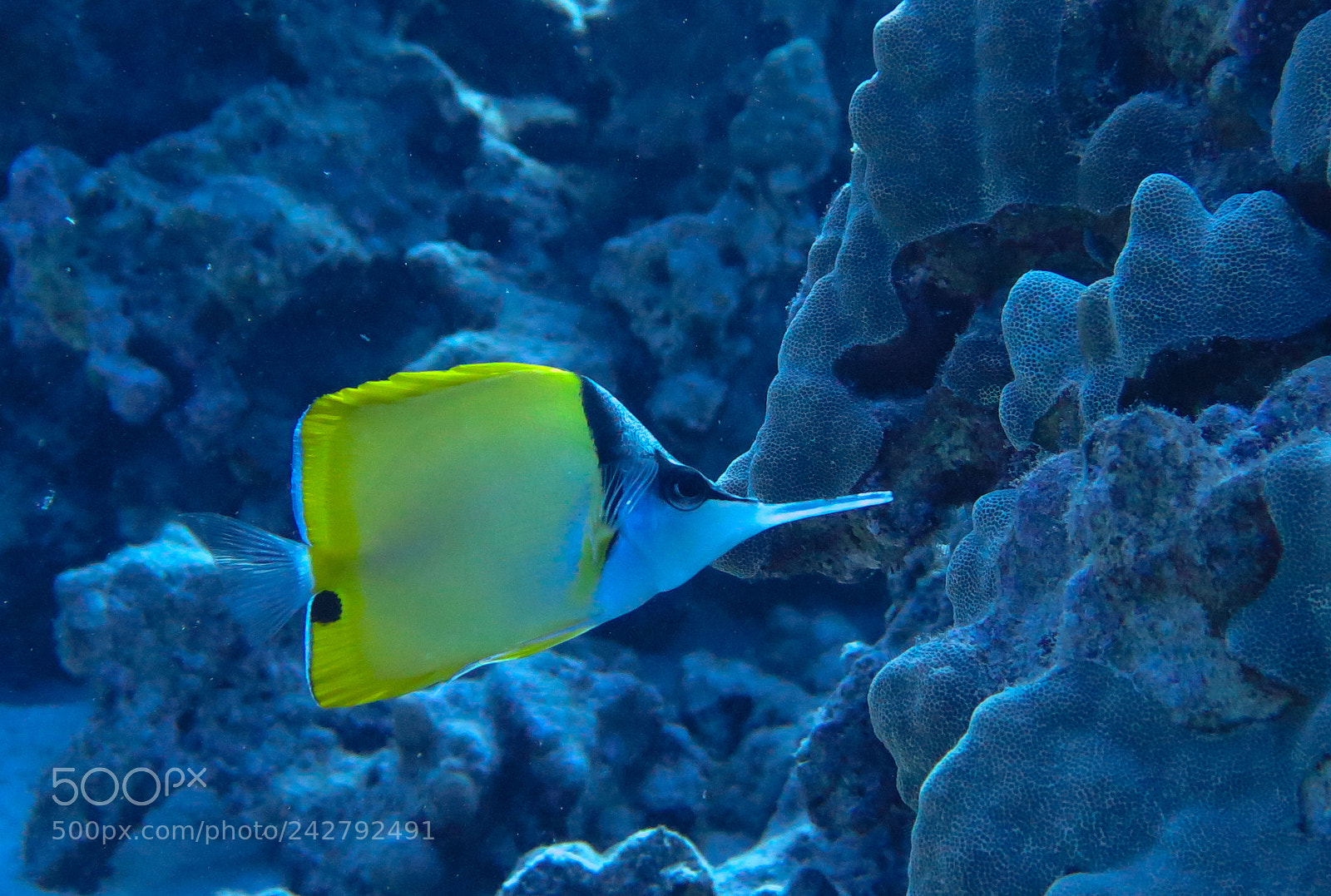 Canon PowerShot G16 sample photo. Longnose butterfly fish photography