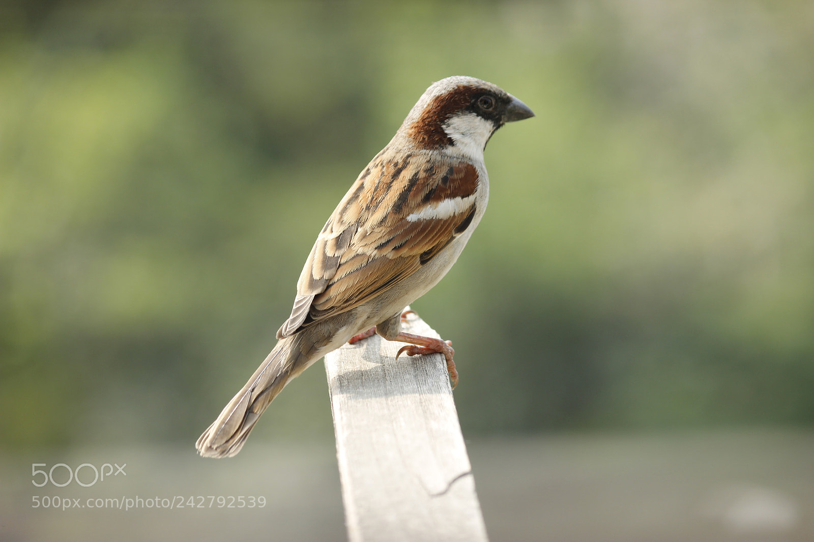 Canon EF-S 55-250mm F4-5.6 IS II sample photo. Untitled photography