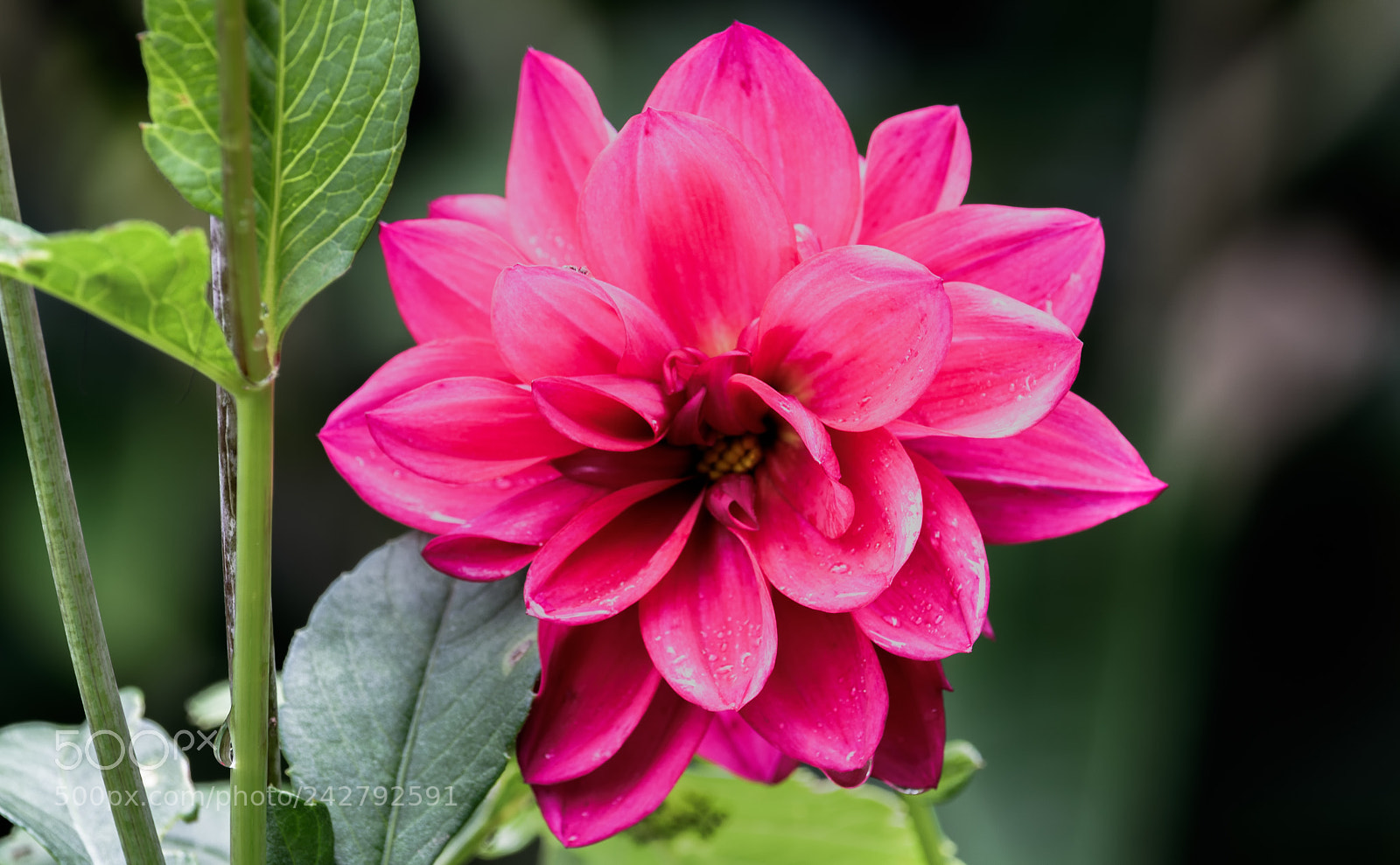 Canon EOS 750D (EOS Rebel T6i / EOS Kiss X8i) sample photo. Dahlia photography