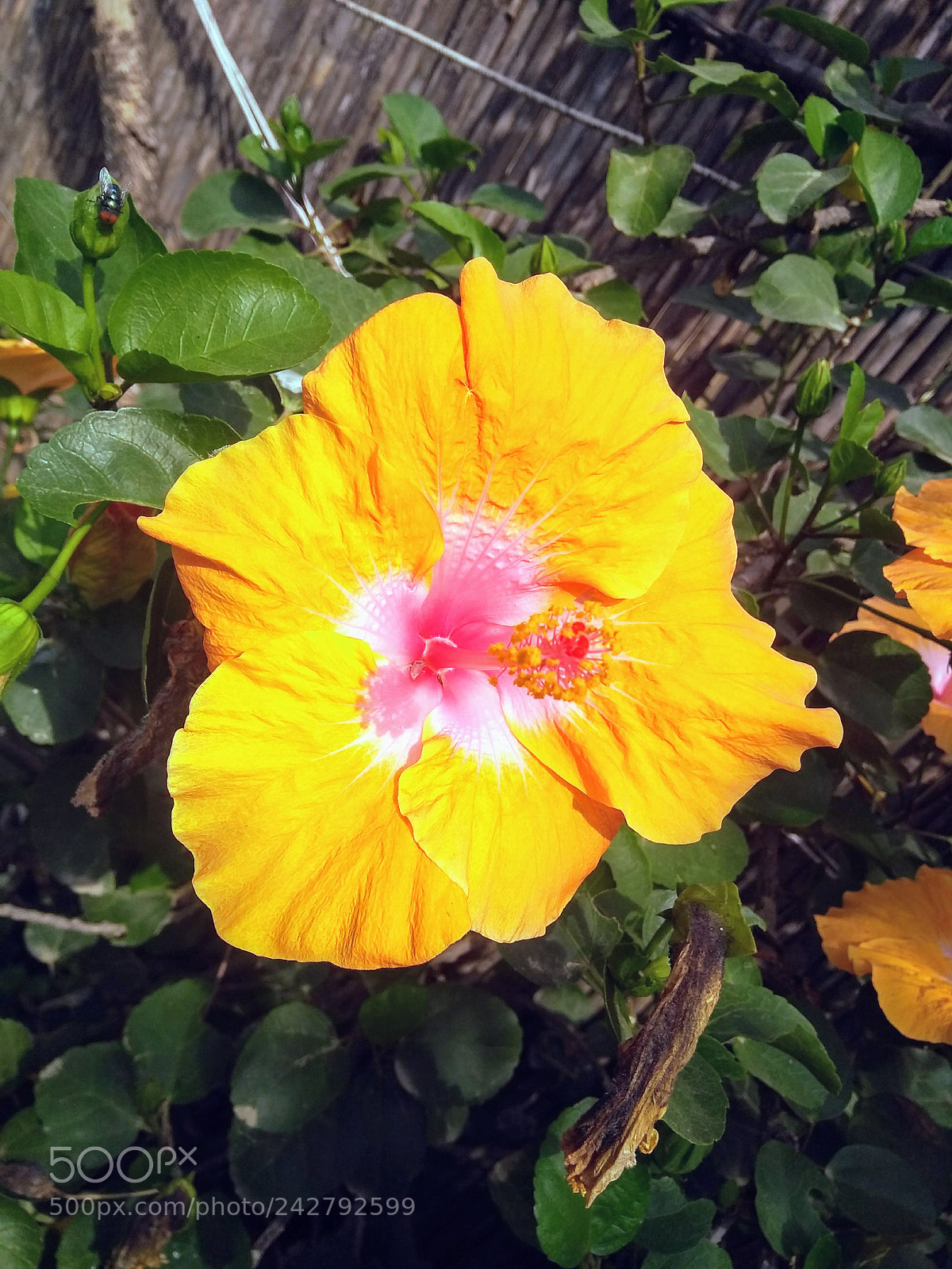 Motorola Moto G (5S) Plus sample photo. Blossom ii. photography