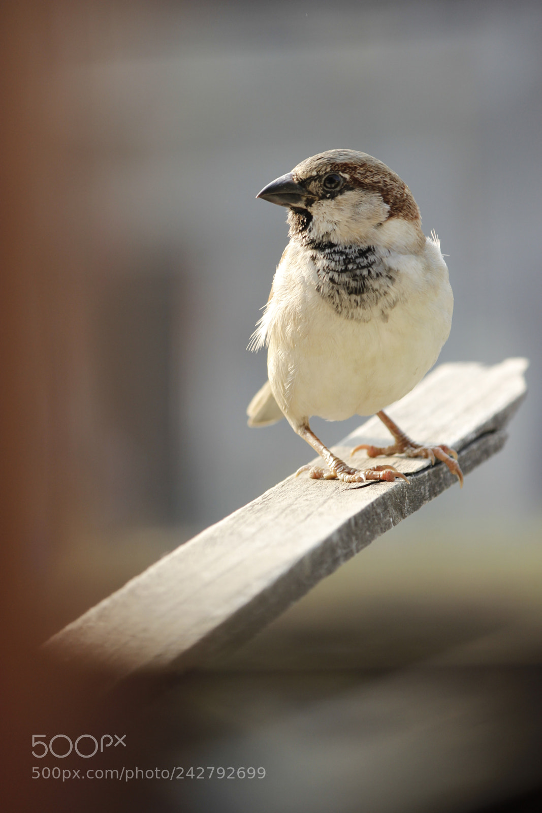 Canon EF-S 55-250mm F4-5.6 IS II sample photo. House sparrow photography