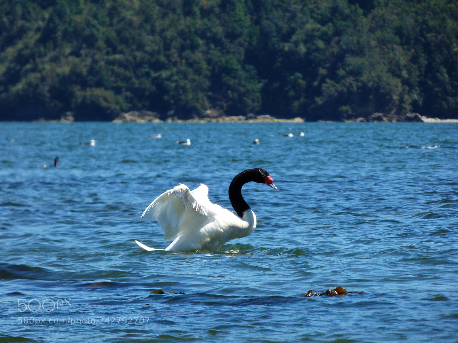 Panasonic Lumix DMC-FZ70 sample photo. Cisne photography