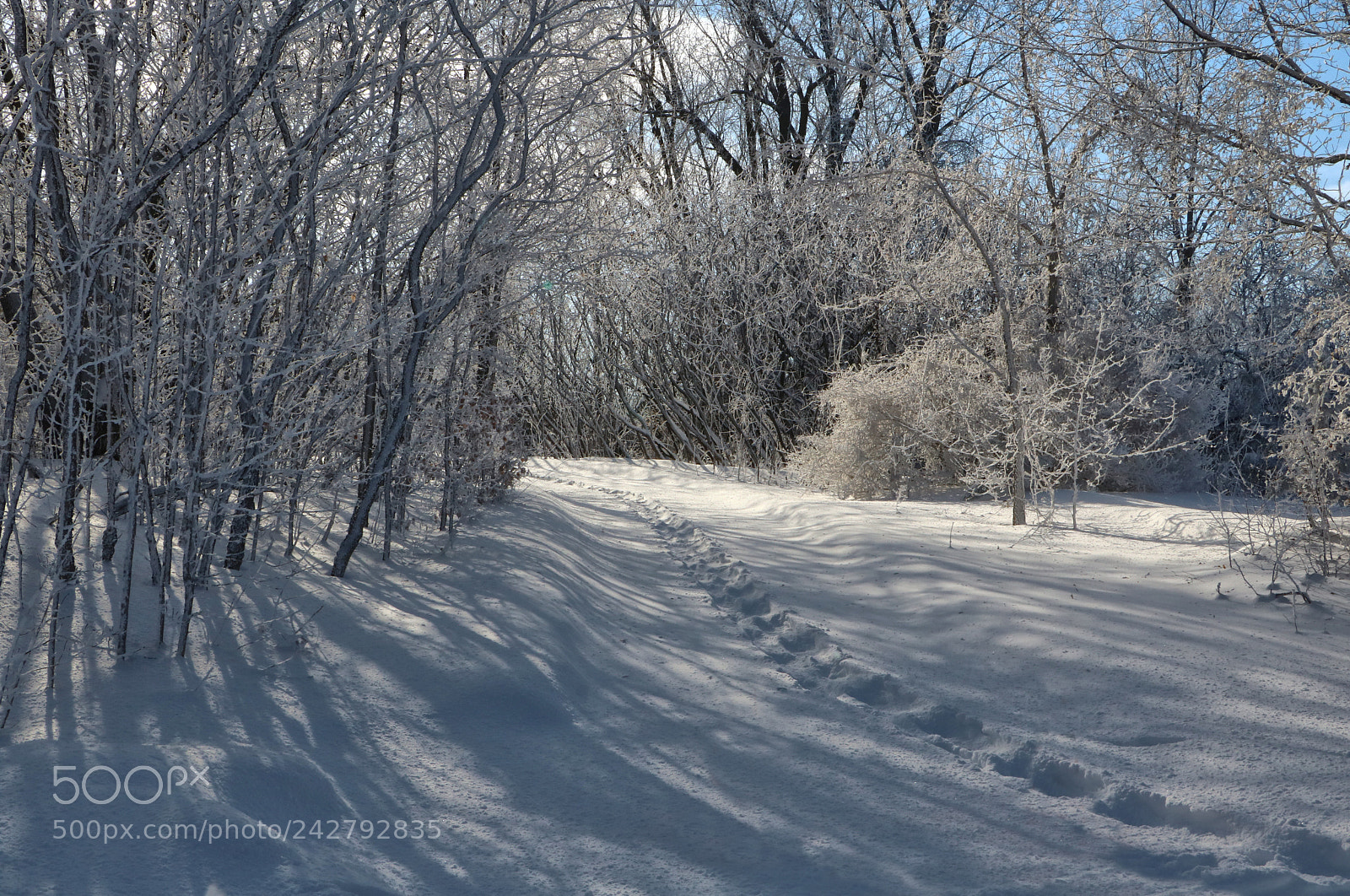 Canon EOS 760D (EOS Rebel T6s / EOS 8000D) sample photo. Winter photography