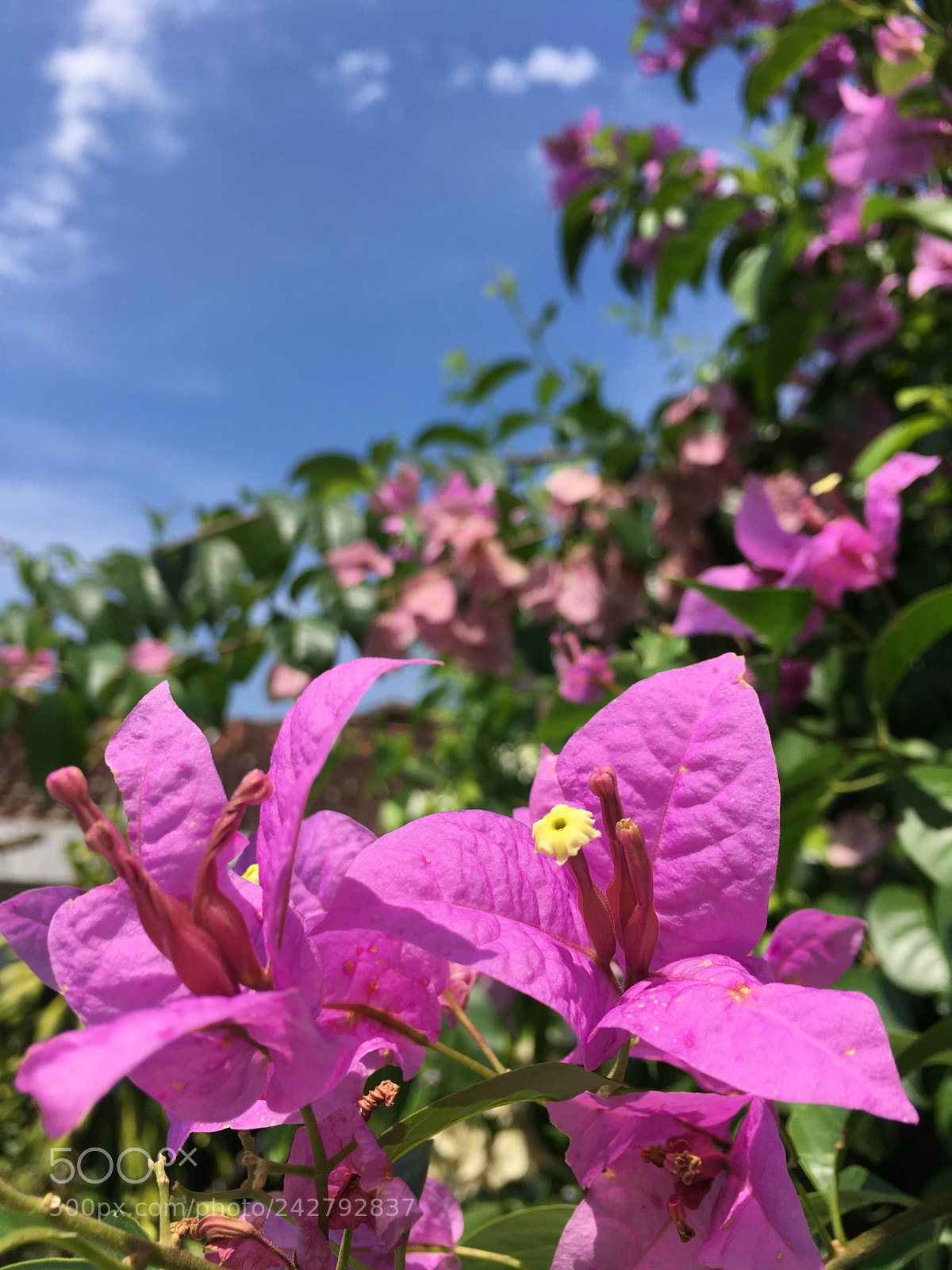 Apple iPhone SE sample photo. Untitled photography