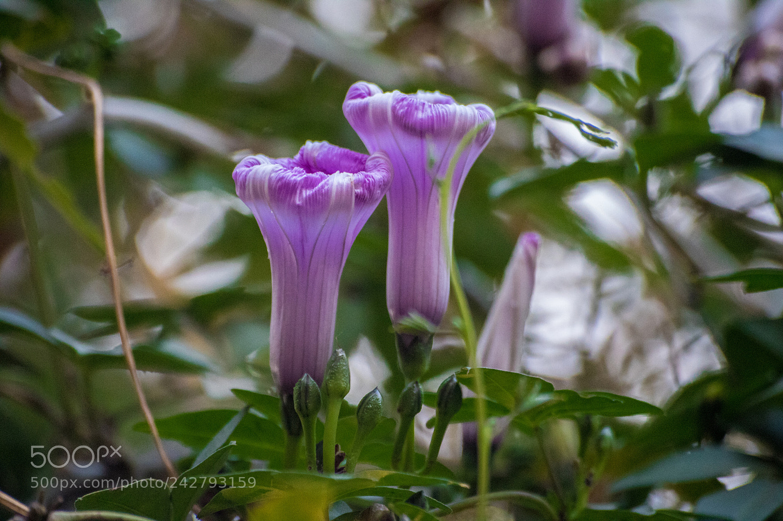 Canon EOS 750D (EOS Rebel T6i / EOS Kiss X8i) sample photo. The beautiful flowers photography