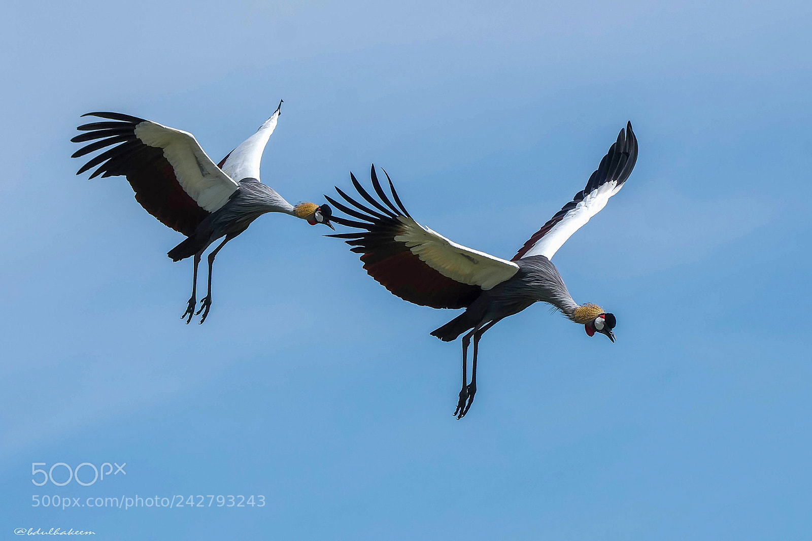 Nikon D7200 sample photo. Grey-crowned cranes photography