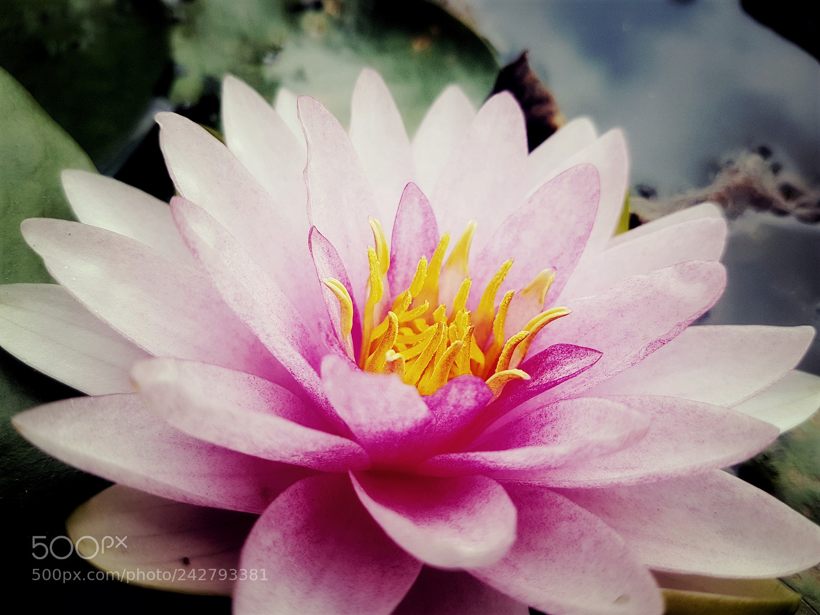 Samsung Galaxy S7 sample photo. Lily photography