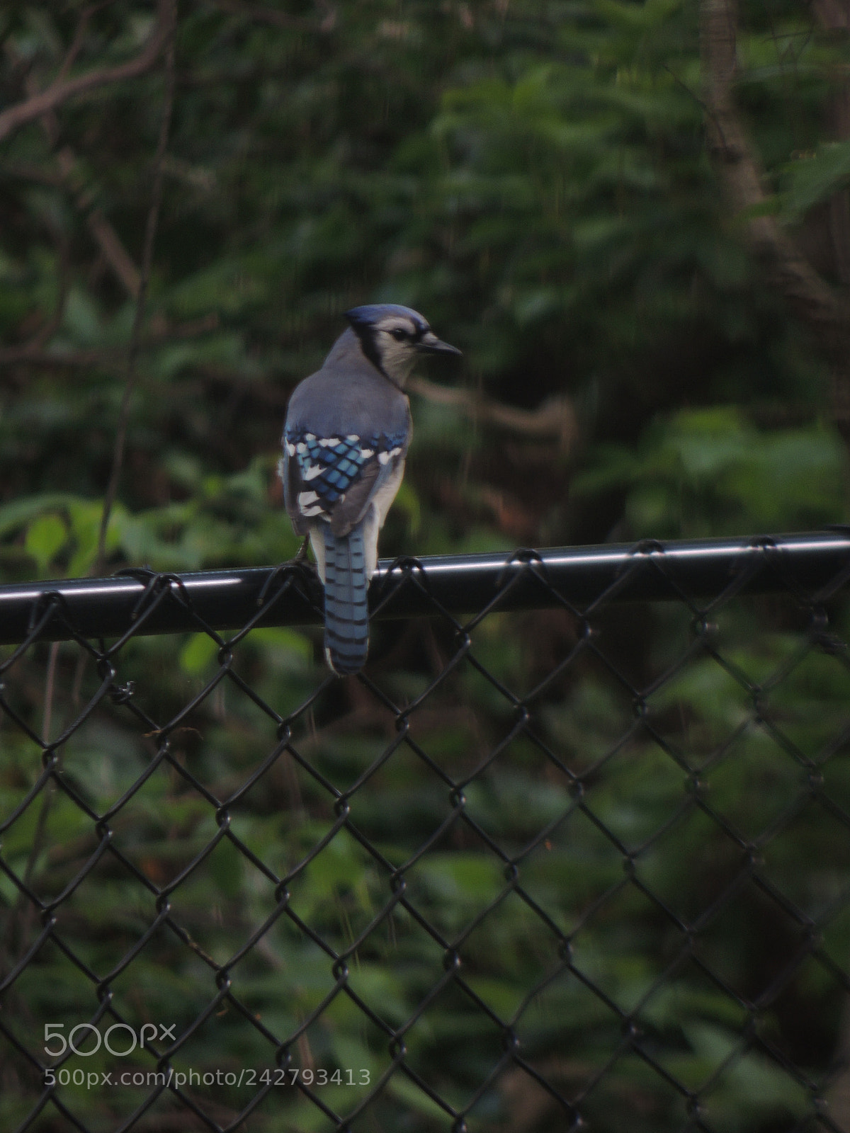 Nikon Coolpix P510 sample photo. A blue jay right photography