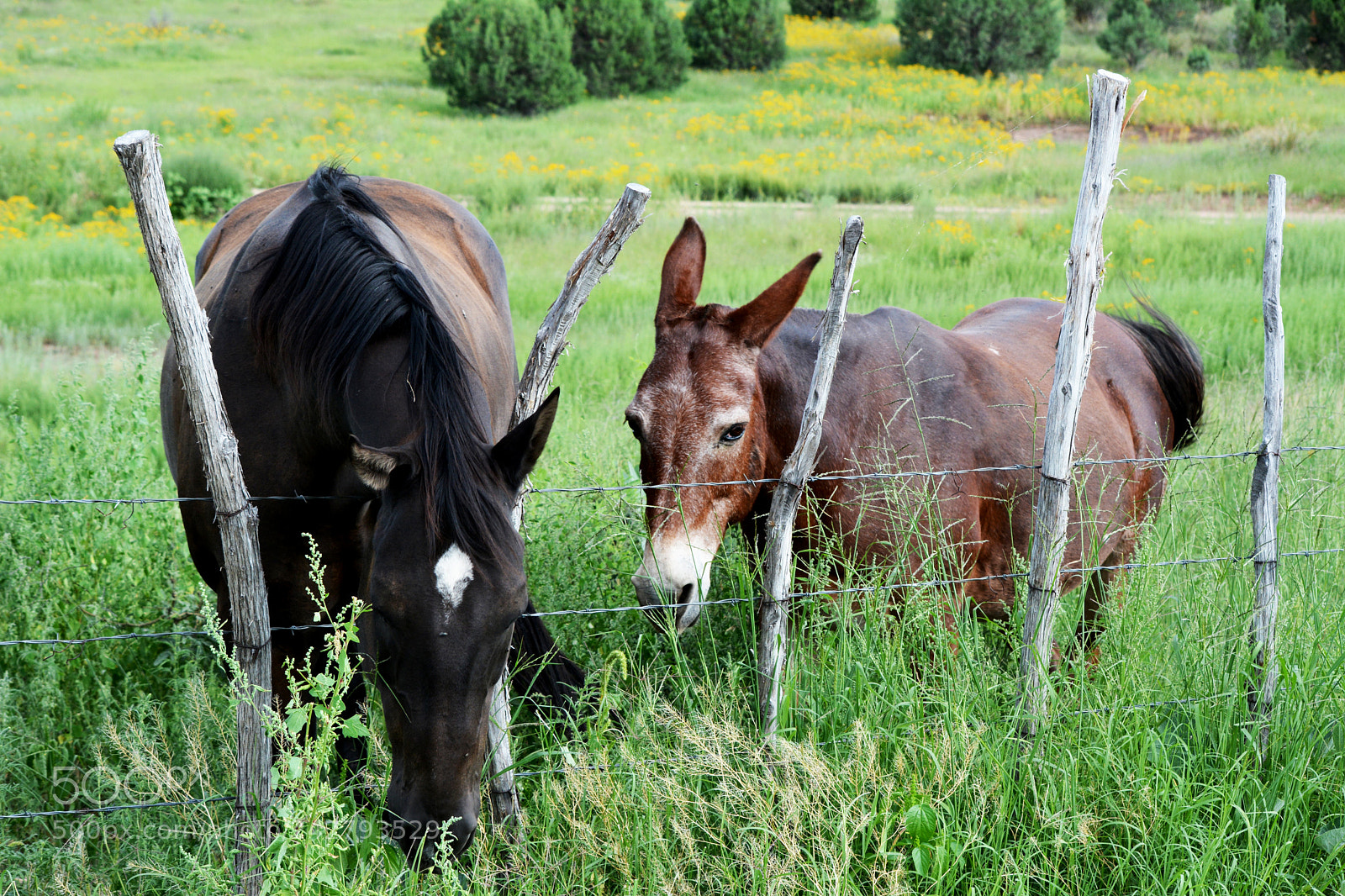 Nikon D7100 sample photo. Floppy photography