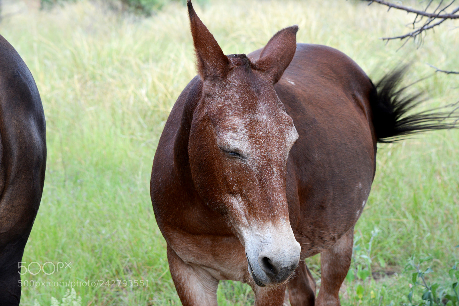 Nikon D7100 sample photo. Floppy's friend photography