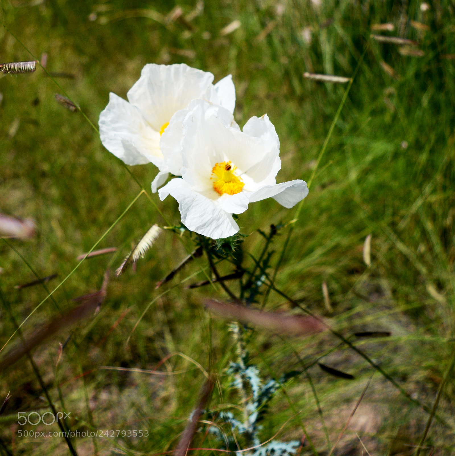 Nikon D7100 sample photo. Flower arizona photography