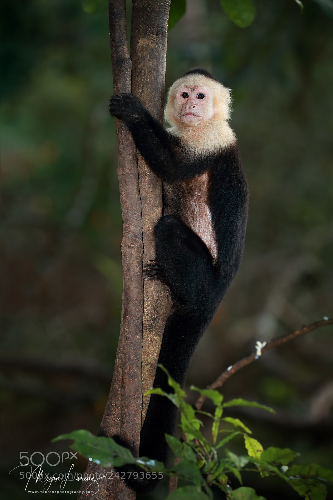 Canon EOS-1D X Mark II sample photo. Monkeying around photography