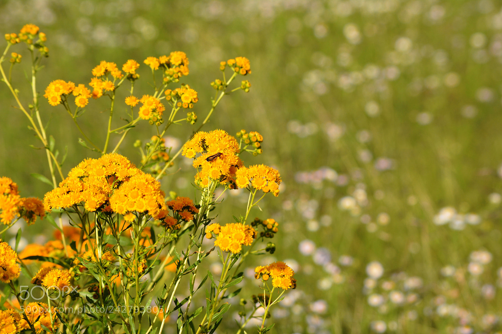 Nikon D7100 sample photo. Flowers photography