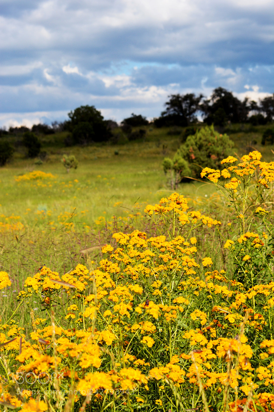 Nikon D7100 sample photo. Sonoita arizona photography