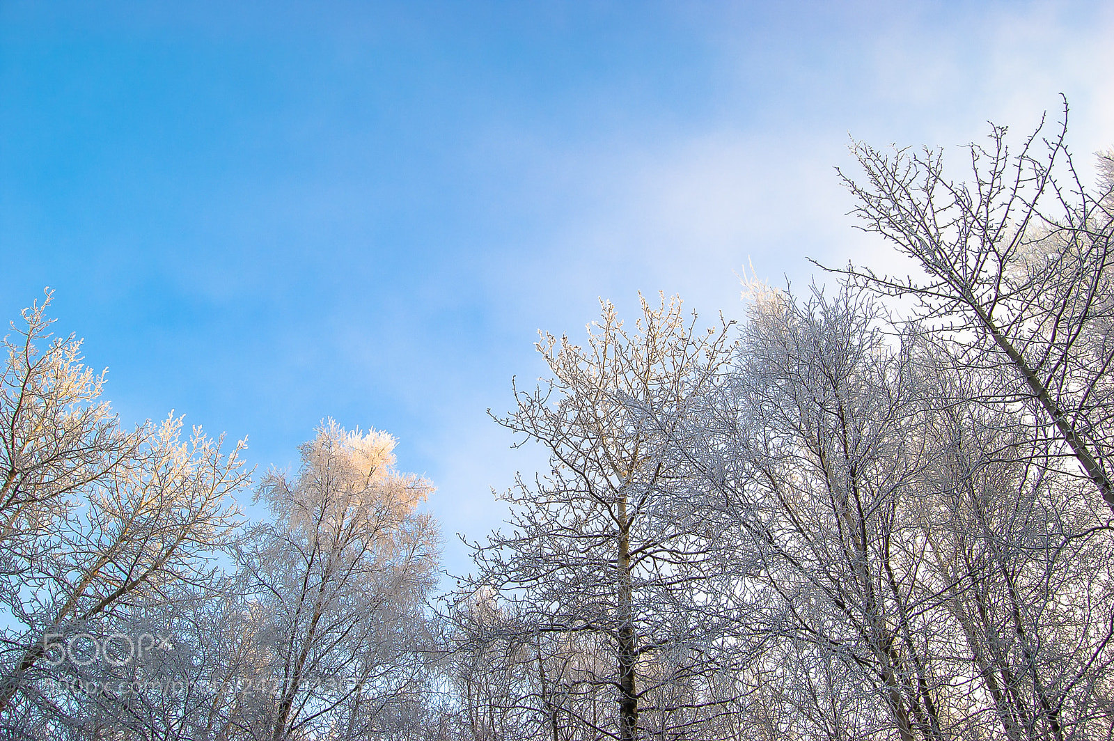 Nikon D40 sample photo. Frosty trees photography