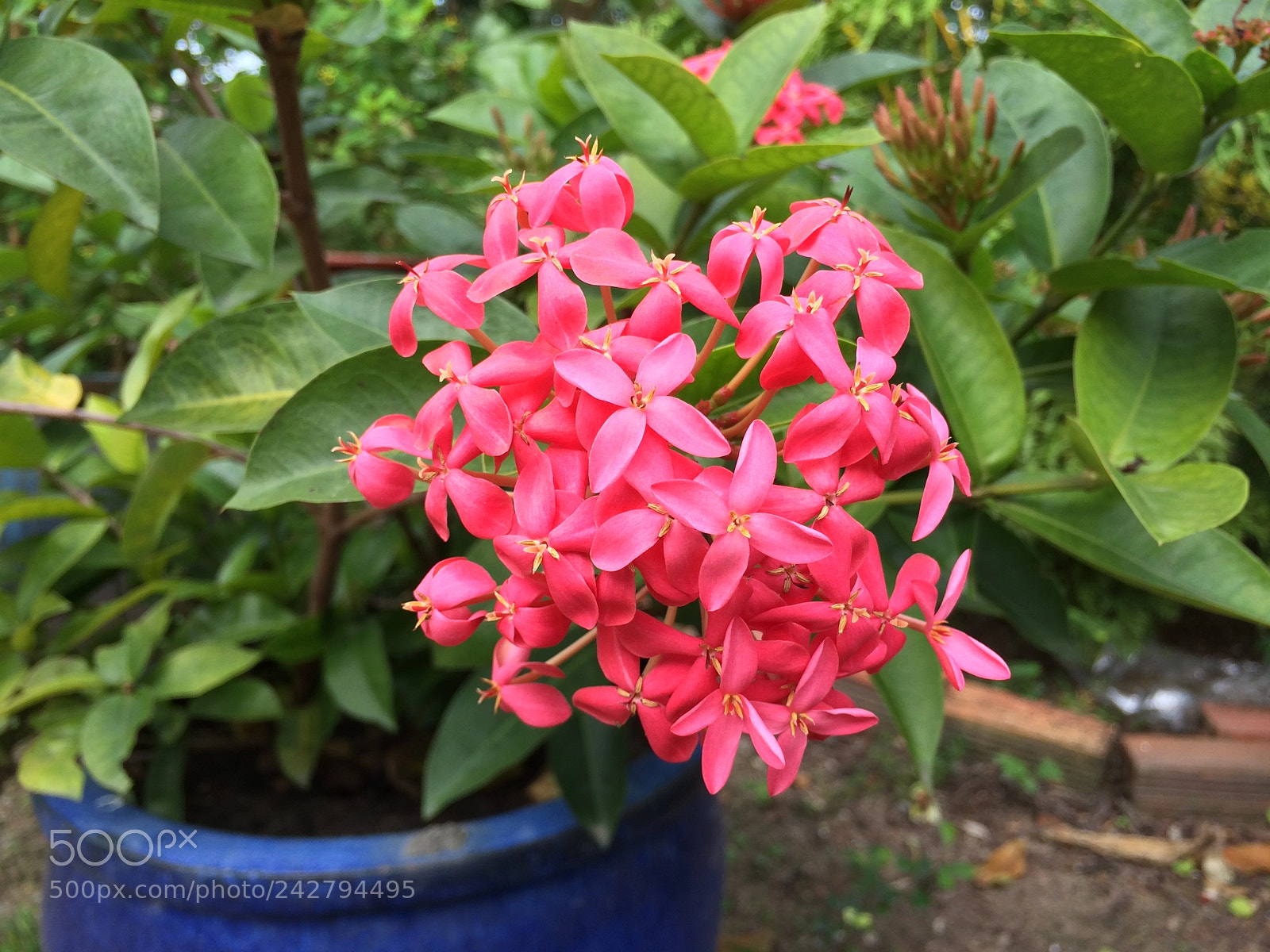 Apple iPhone 5s sample photo. Bong trang hong photography