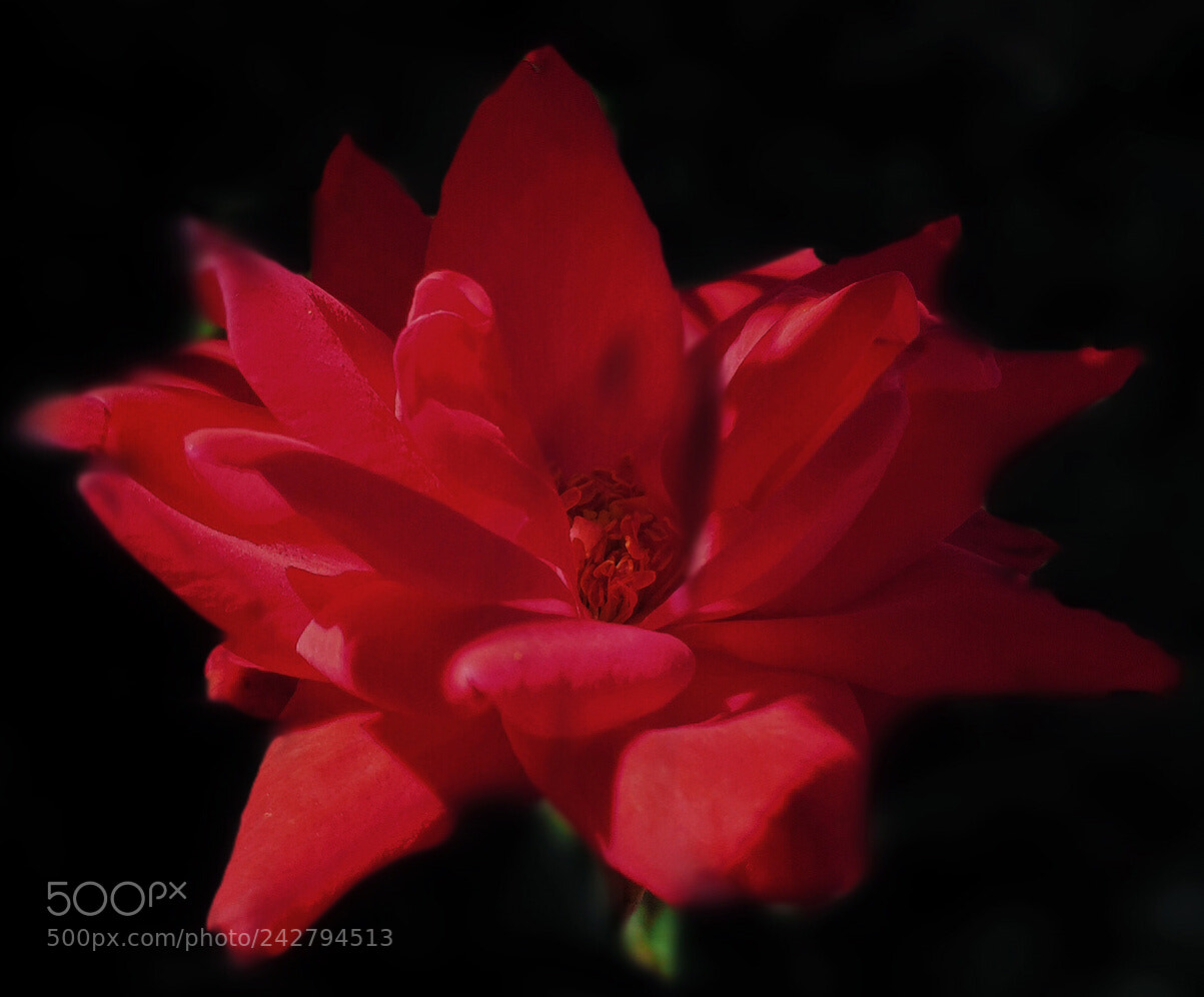 Apple iPhone 6 Plus sample photo. Crimison petals of the photography