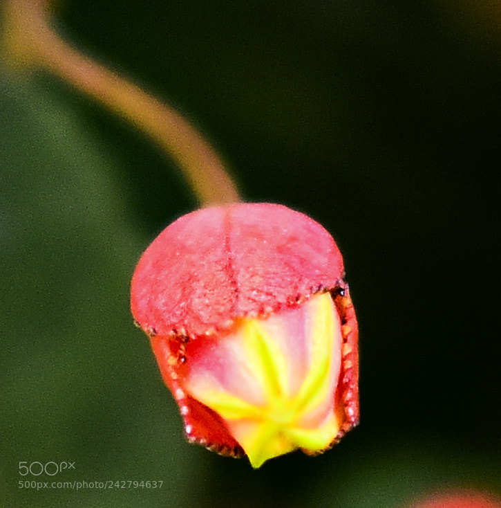 Nikon D810 sample photo. Passion flower bud photography