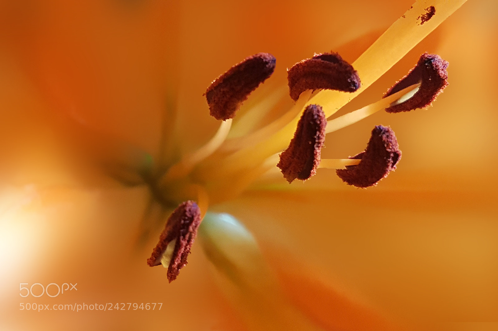 Samsung Galaxy Note5 sample photo. Lily close-up photography