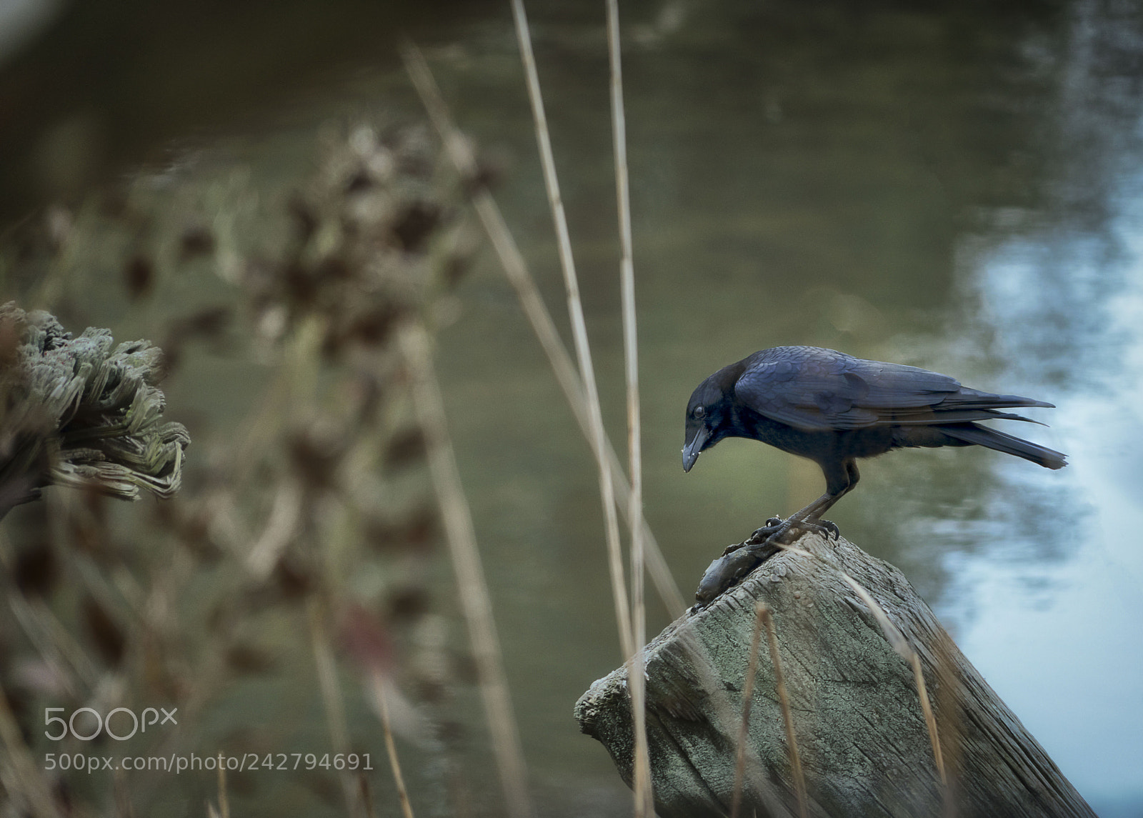Sony a7R III sample photo. Crow eating fish catch photography