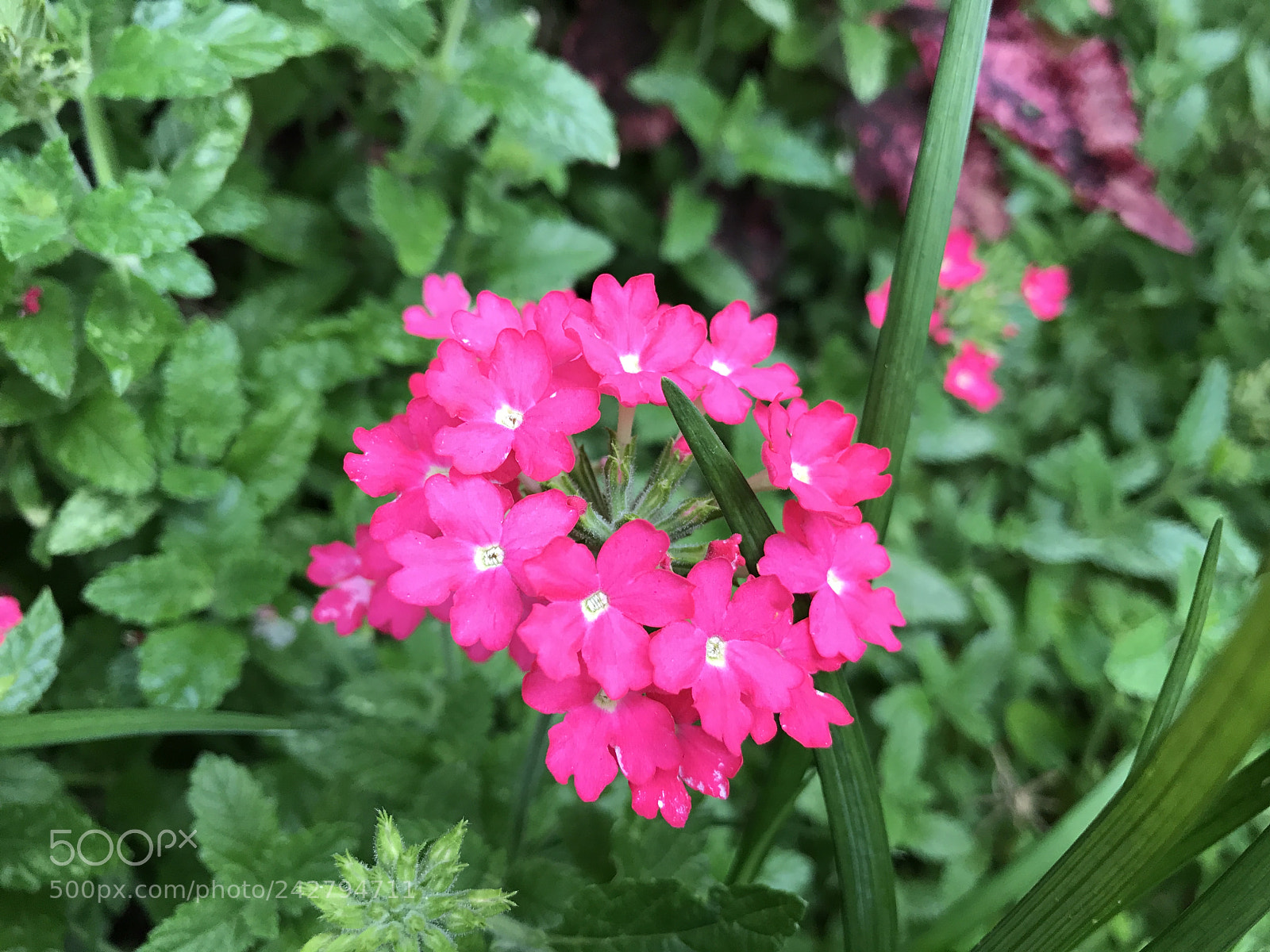 Apple iPhone 7 Plus sample photo. Someone special would love photography