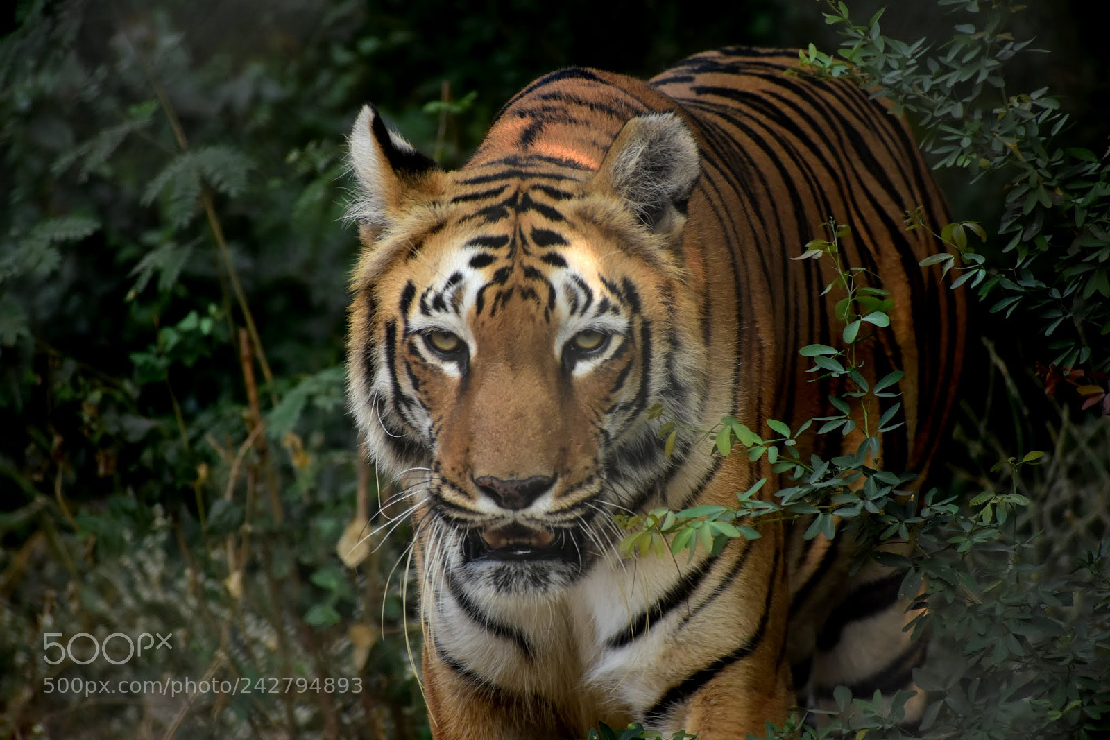 Nikon D7200 sample photo. Untitled photography
