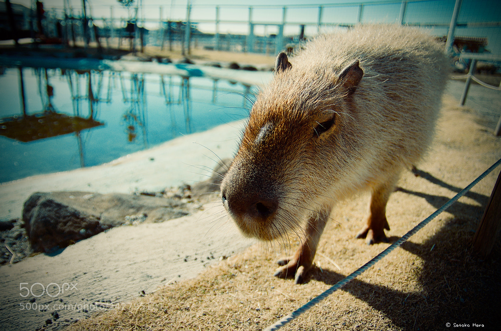 Pentax K-5 IIs sample photo. I'm walking. photography