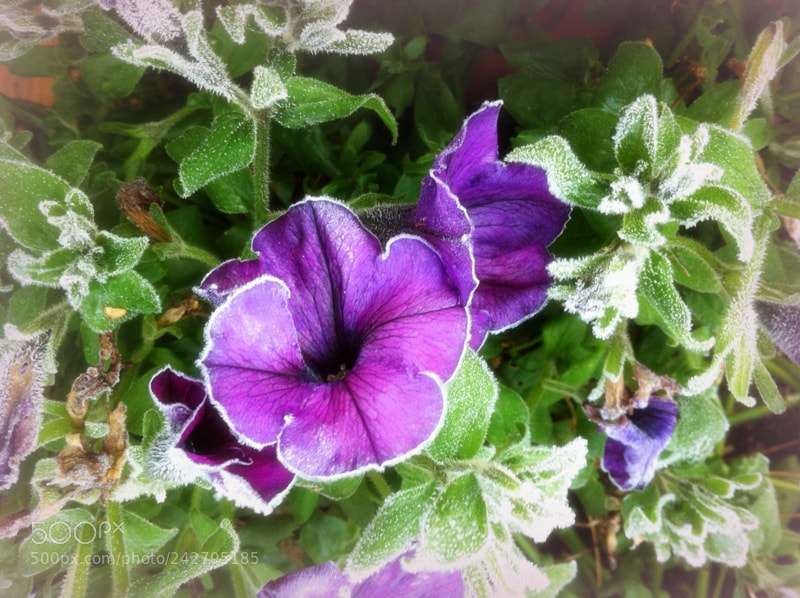 Apple iPhone 4 sample photo. Img photography