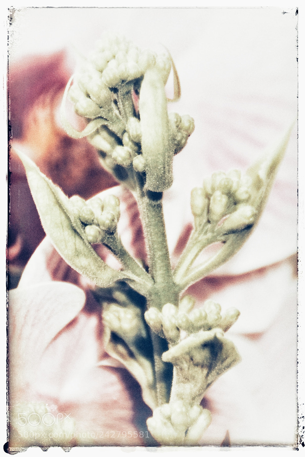 Canon EOS 50D sample photo. Untitled photography