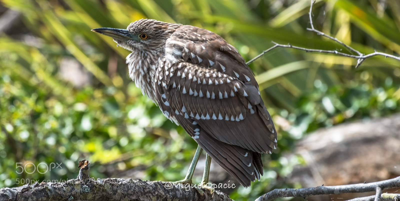 Nikon D810 sample photo. Bird photography