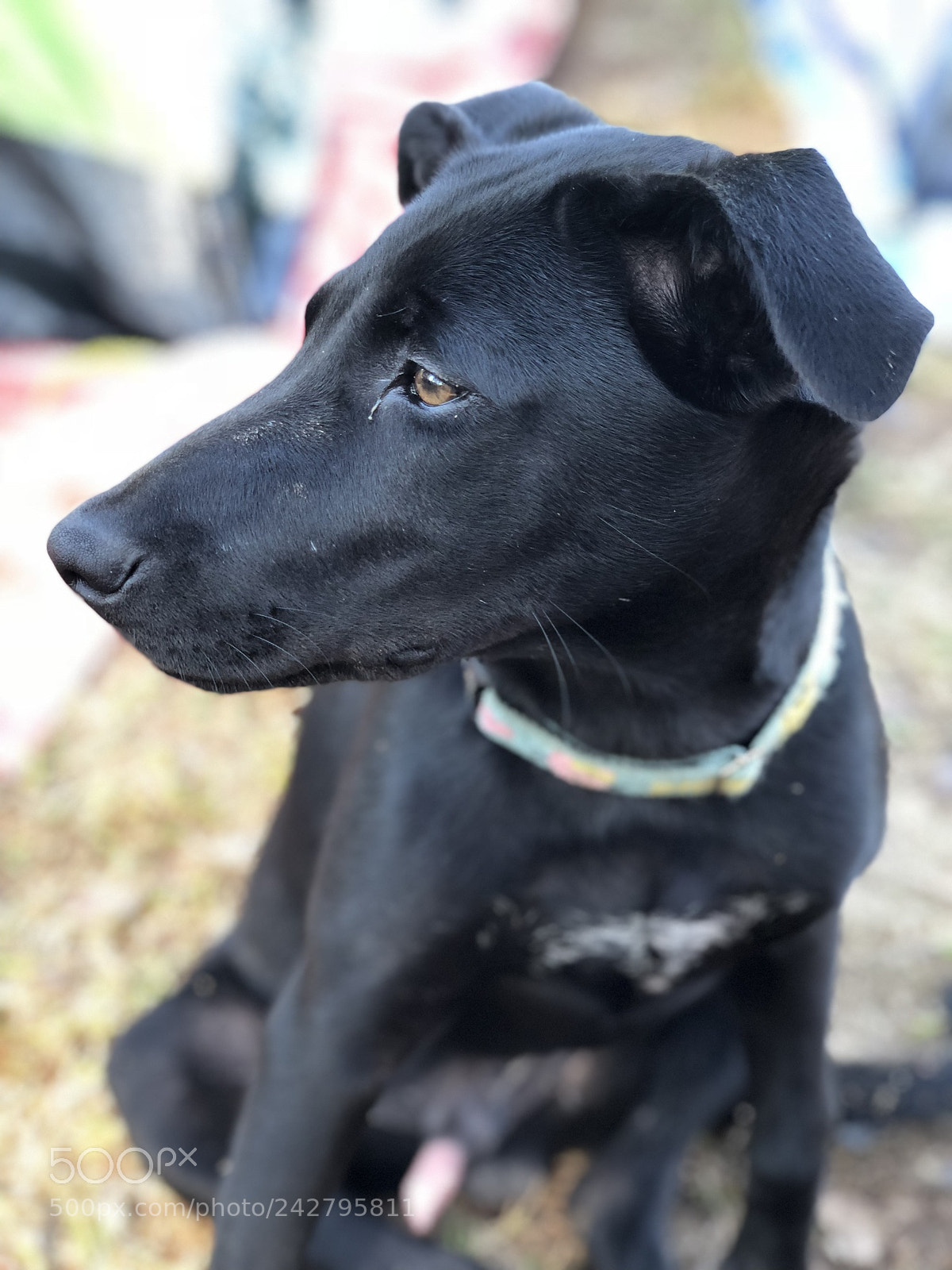 Apple iPhone X sample photo. Doggie dog photography