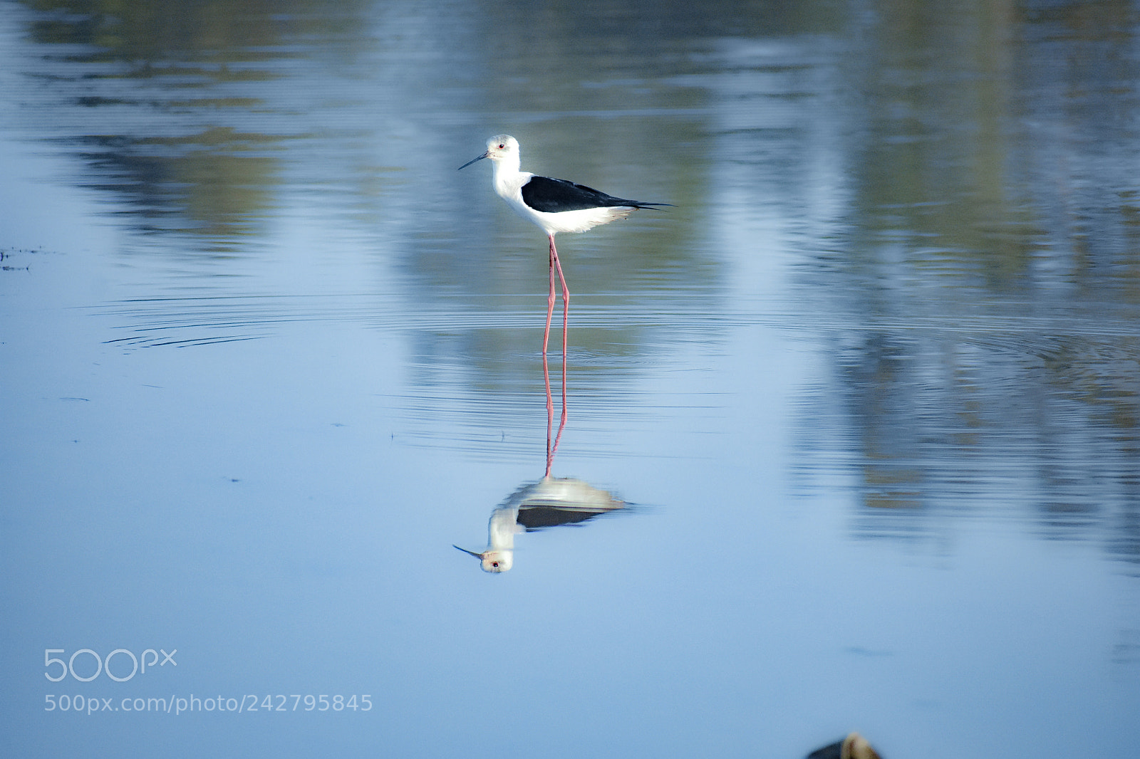 Nikon D3400 sample photo. Black winged stilt photography