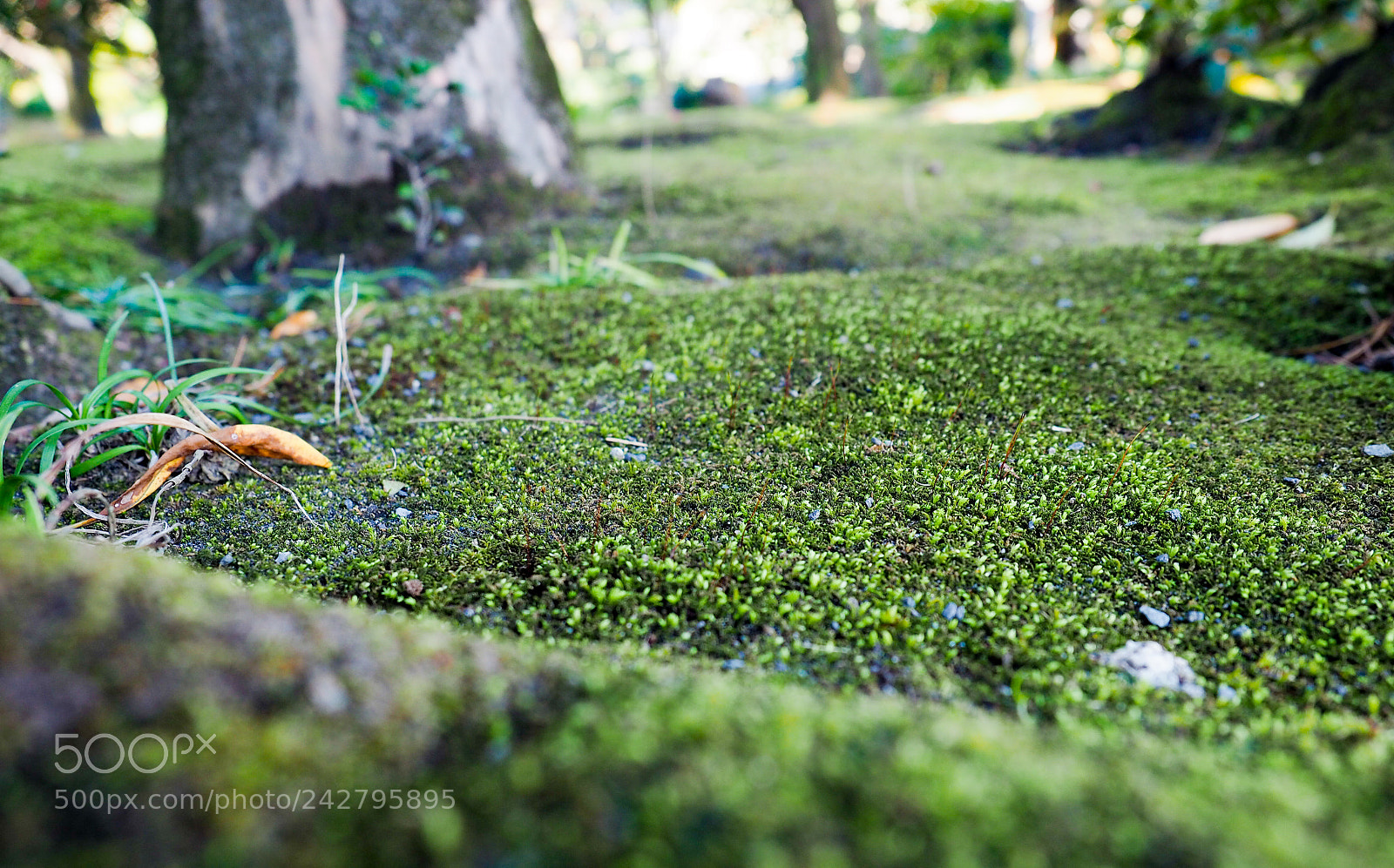 Olympus OM-D E-M5 II sample photo. Little moss photography