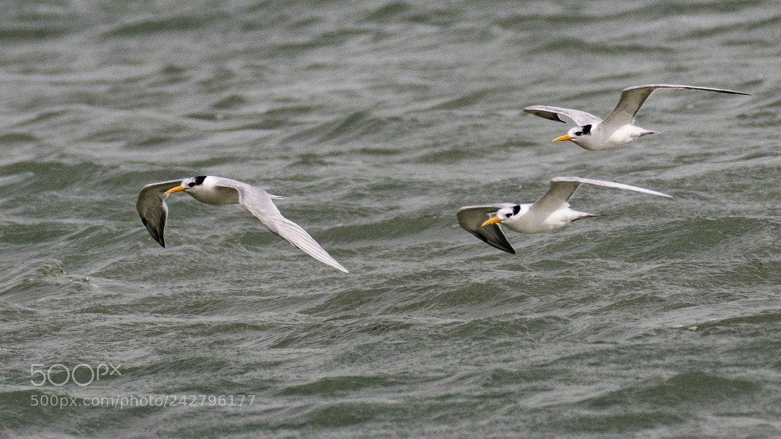 Nikon D500 sample photo. Cruising photography