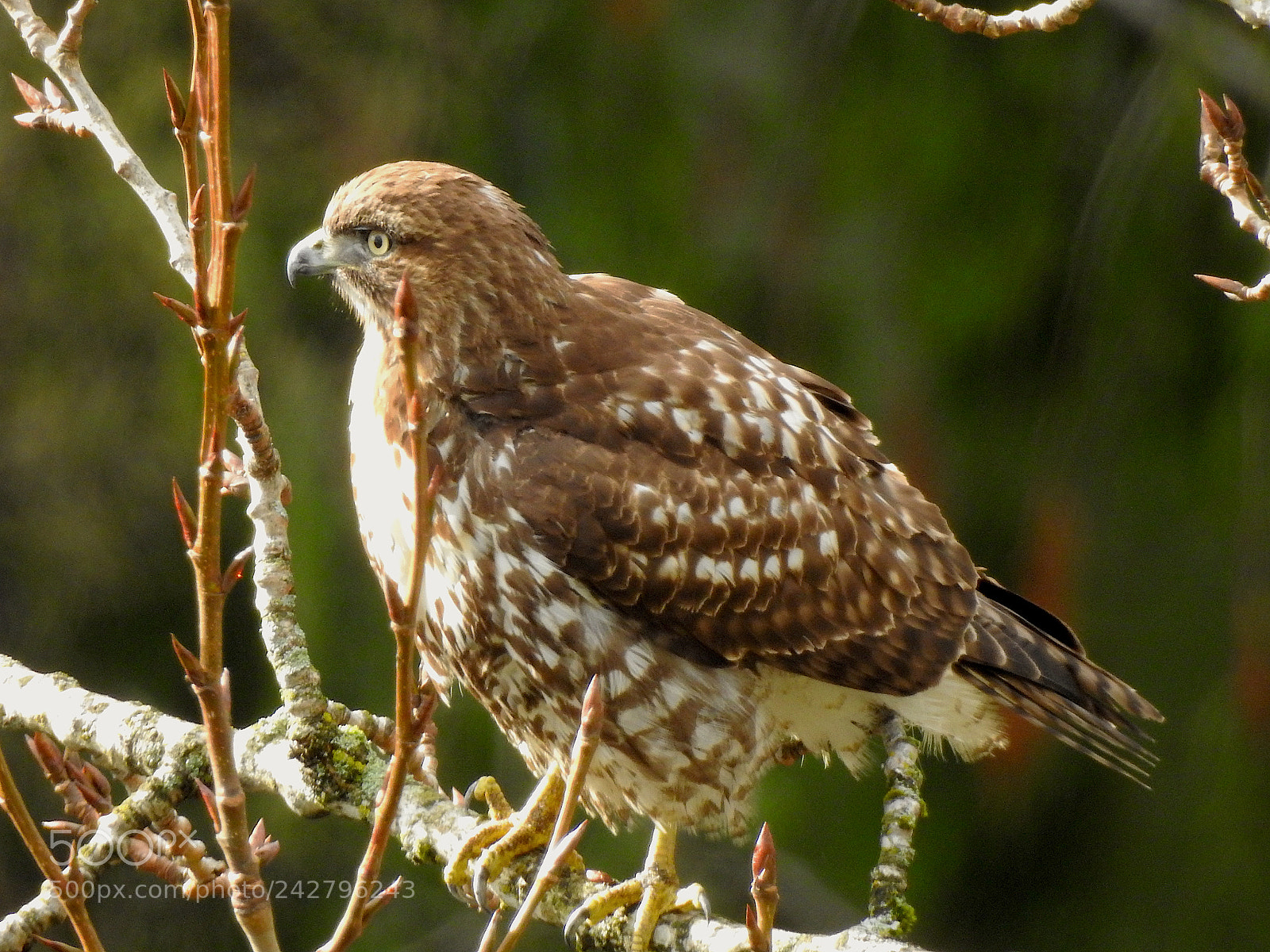 Nikon Coolpix P900 sample photo. Red tailed hawk photography