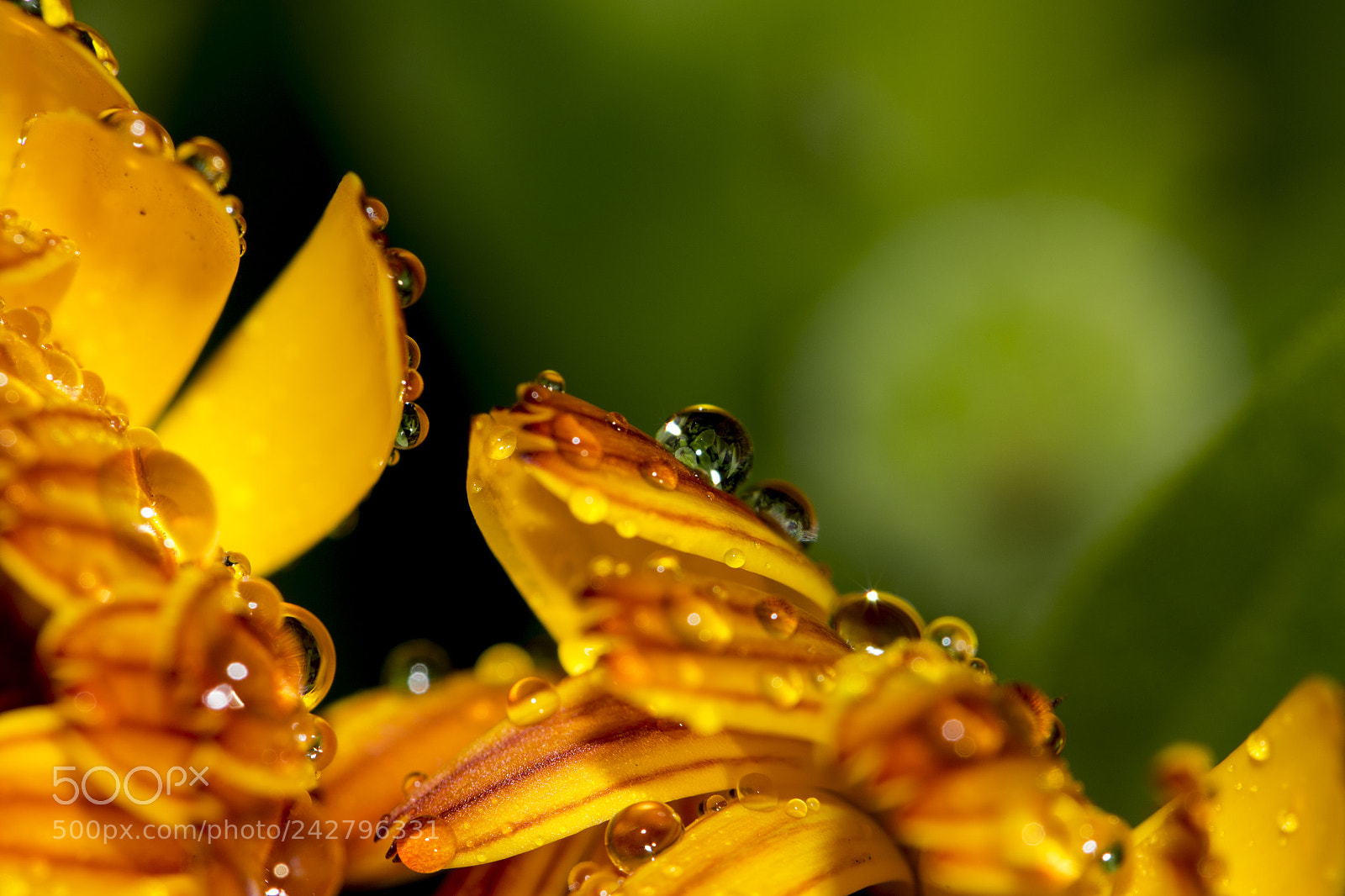 Canon EOS 7D Mark II sample photo. Morning dew photography