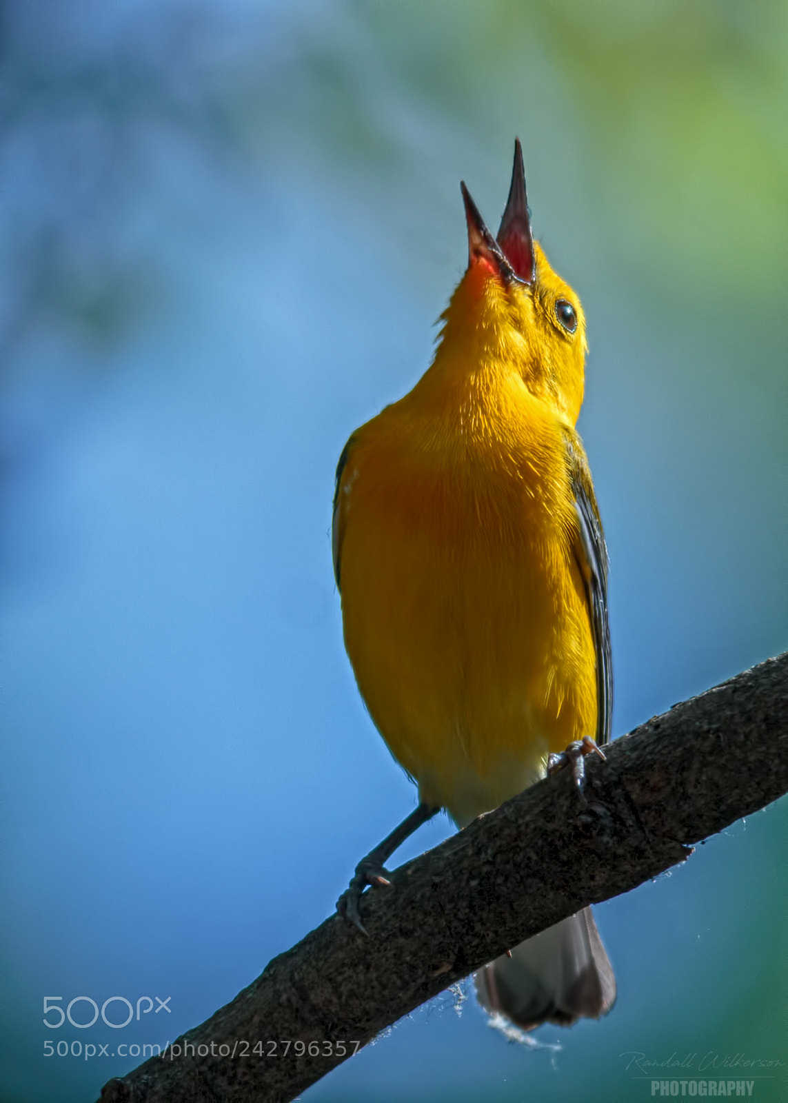 Canon EOS 60D sample photo. Warbler 4 photography