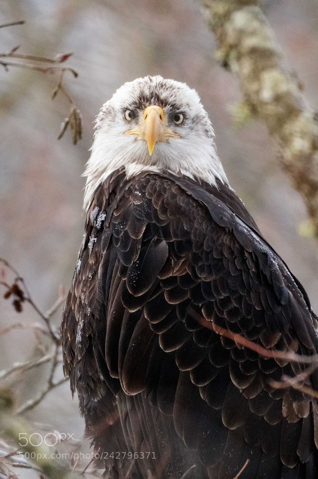 Canon EOS 5DS R sample photo. Locked on photography