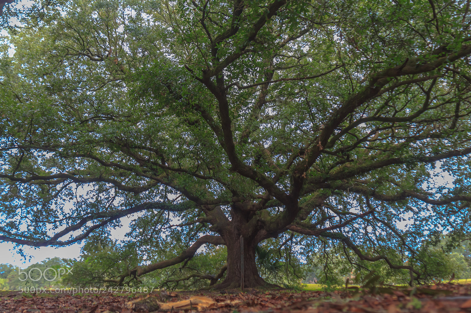 Canon EOS 60D sample photo. Big-ass old tree #3 photography