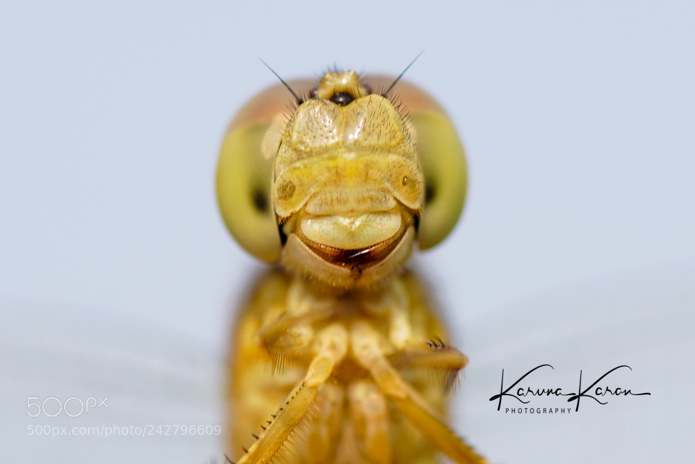 Sony a99 II sample photo. Smiley !!! photography